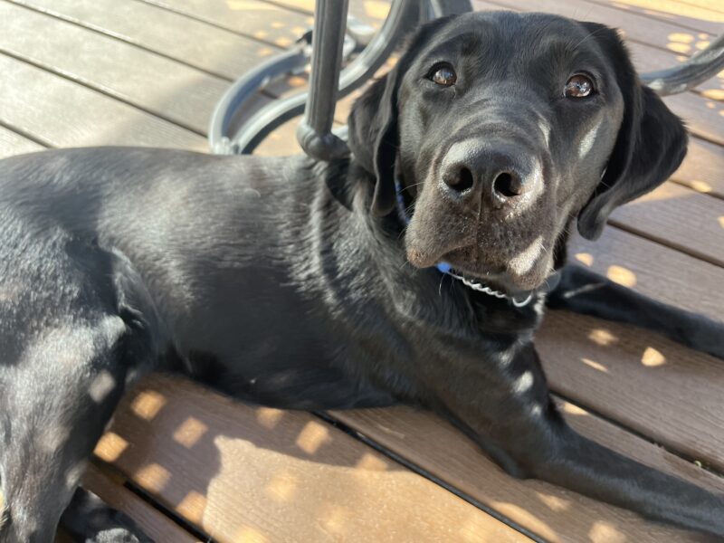 Black Lab Heirloom AKA Nyx lounges on the deck in the sun while looking at the camera.