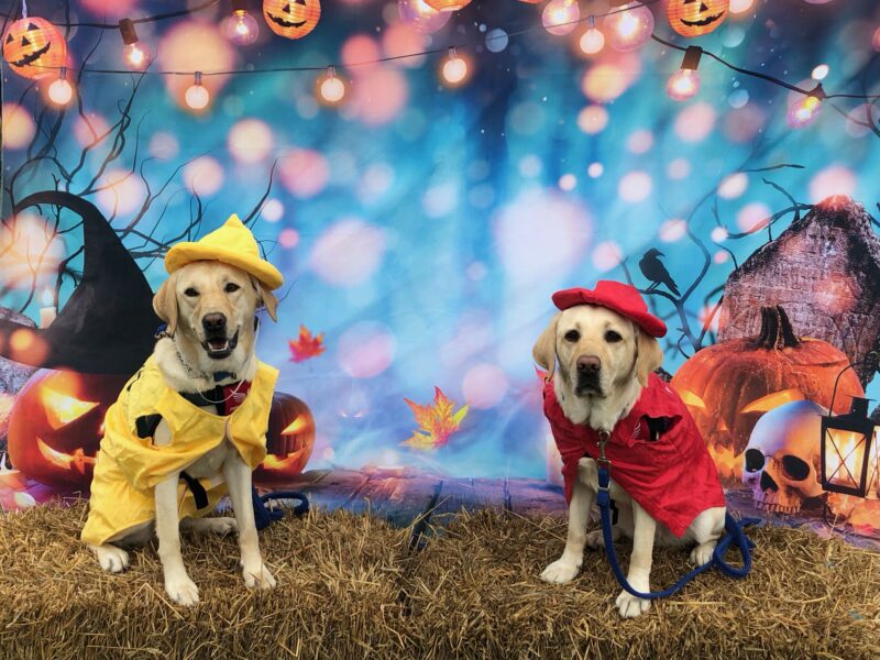 Gabby and friend Willow dressed in ketchup and mustard costumes for Halloween with pumpkin decorations in the background.