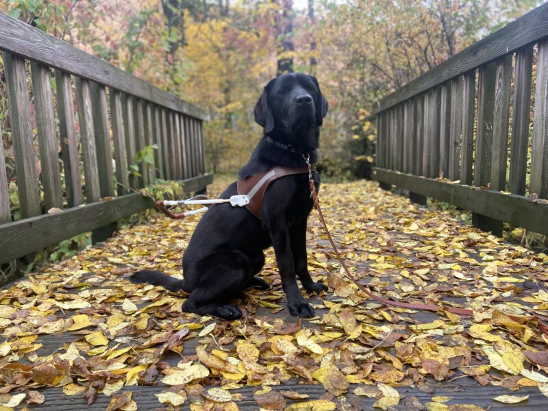 Rafa, a black Lab, is sitting in harness on a wood bridge that is covered in yellow leaves. He is looking at the camera and there are trees in the background that are changing color.