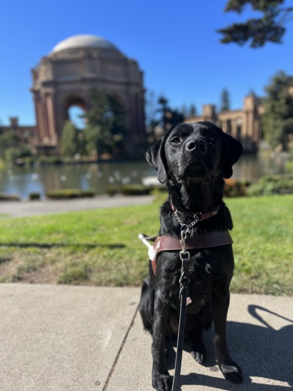 Aramis sits in harness looking at the camera. Behind him is the Palace of Fine Arts in San Francisco, California on a bright clear day.