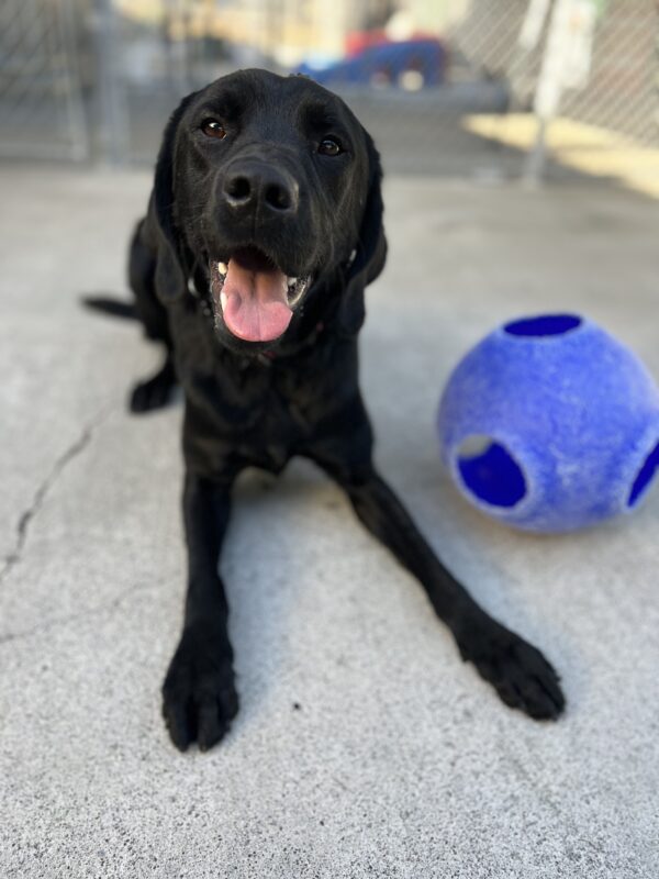 Aramis lays down with his tongue hanging out in Community Run. He is looking at the camera with a JollyBall next to him.