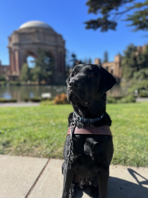 Tudor sits in harness looking off in the distance. Behind him is the Palace of Fine Arts in San Francisco, California on a bright clear day.