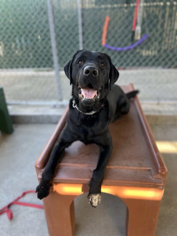 Tudor lays on a brown play structure in Community Run. His tongue is hanging out while looking at the camera.