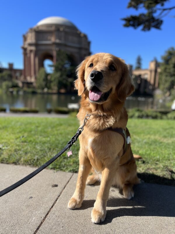 Wags sits in harness looking at the camera. Behind him is the Palace of Fine Arts in San Francisco, California on a bright clear day.