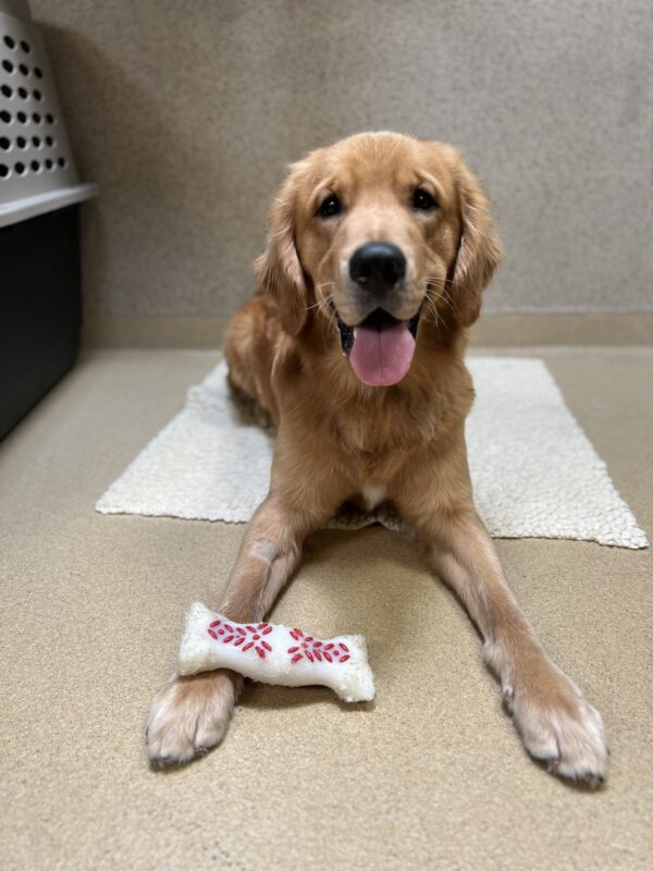 Wags lays on a fleece while looking at the camera. On his leg is a white and red bone-shaped Nylabone.