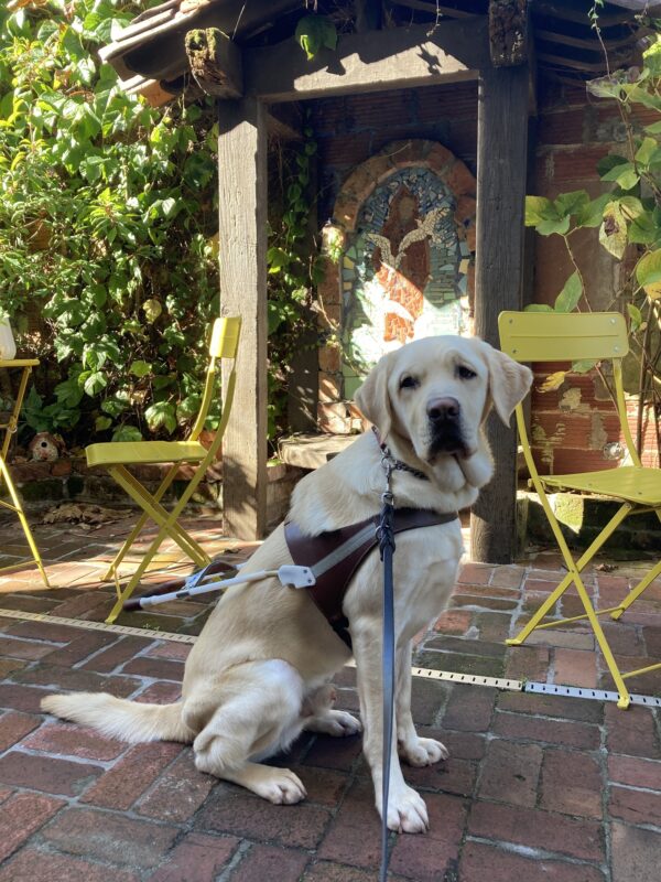 Daxton sits in harness in front of a brick background with a mural and some yellow chairs.