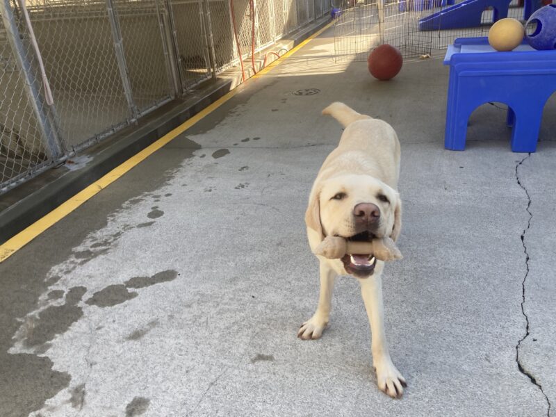 Daxton is in community run holding a Nylabone in a playful pose.