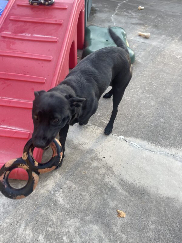 Action shot of Belaire running with a figure eight rubber toy during community run playtime.