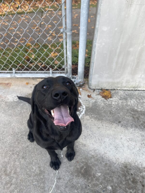 Belaire sitting and looking up at the photographer with her mouth open and tongue hanging out.