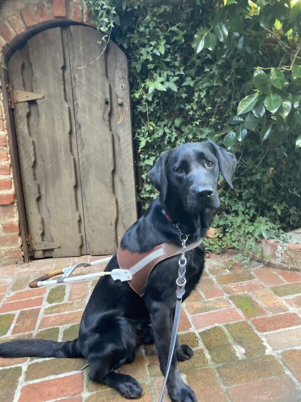 Trefoil sits in harness in front of a Tref-sized wooden door and on a brick paved path.