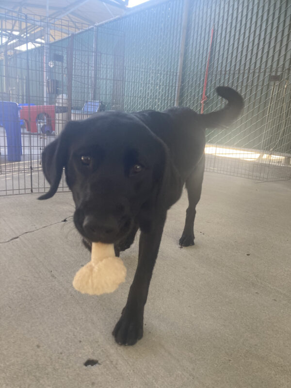 Trefoil is holding a bone in community run and bringing it close to the camera to share.