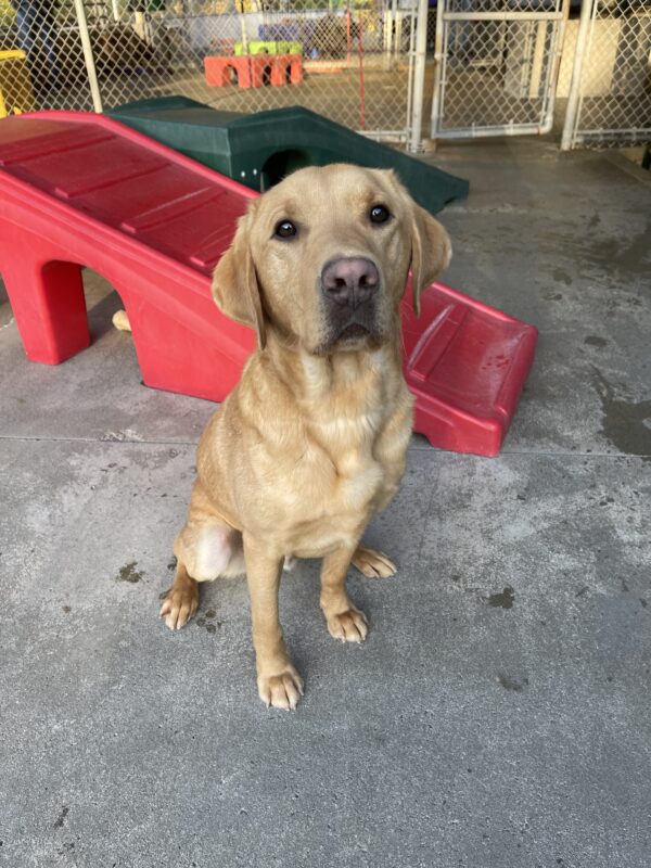 Nairobi sits in the community run play yard in front of a plastic play structure. He is looking at the camera.
