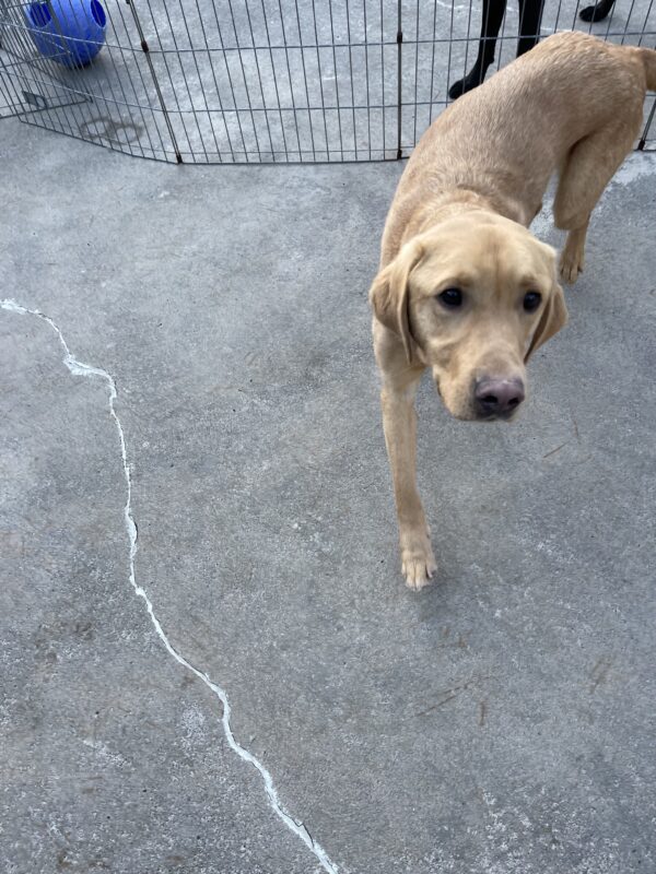 Action shot of Nairobi running toward his handler when recalled in the community run play yard. He is mid stride.