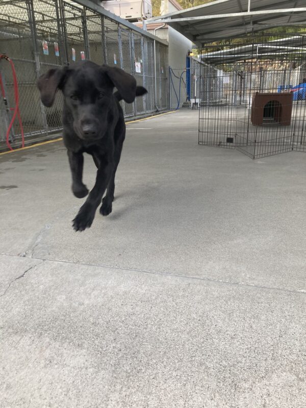 Sirius is in community run, running towards the camera, ears flapping and feet off the ground.