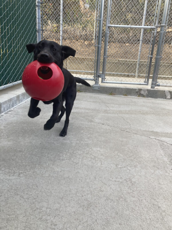 Sebastian is playing in community run, holding a red jolly ball and running towards the camera.