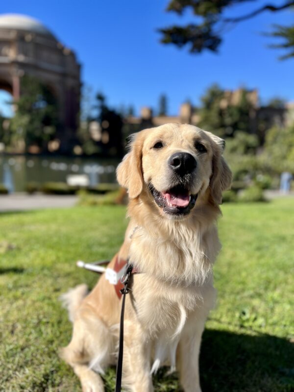 Piper, a male yellow coated Labrador Golden Retriever cross, is sitting on green grass while wearing his harness. Behind him is the Palace of Fine Arts which is located in San Francisco.