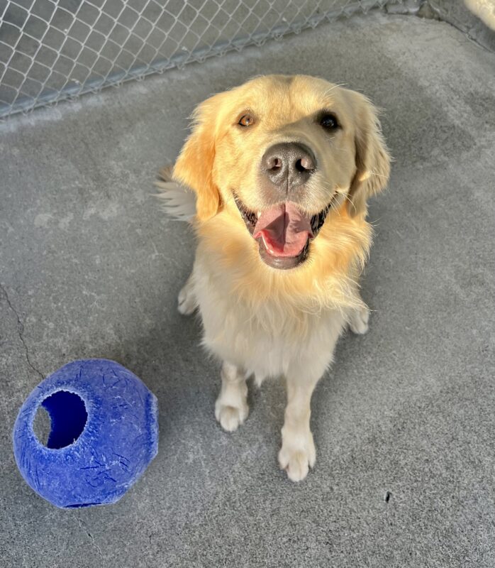 Piper, a male yellow coated Labrador Retriever, is playing in community run. He is sitting next to a blue Jolly Ball.