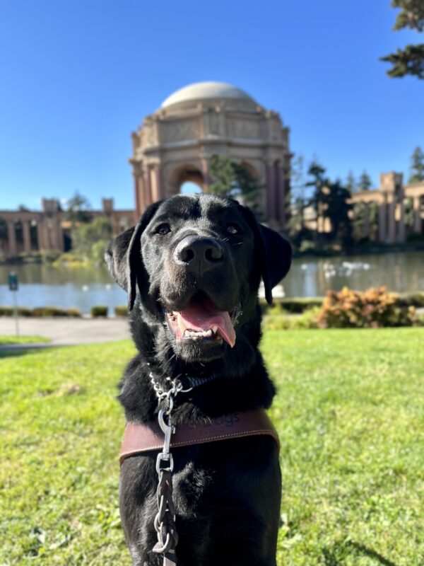 Sawyer, a male black Labrador Retriever, is sitting on green grass while wearing his harness. Behind him is the Palace of Fine Arts which is located in San Francisco.