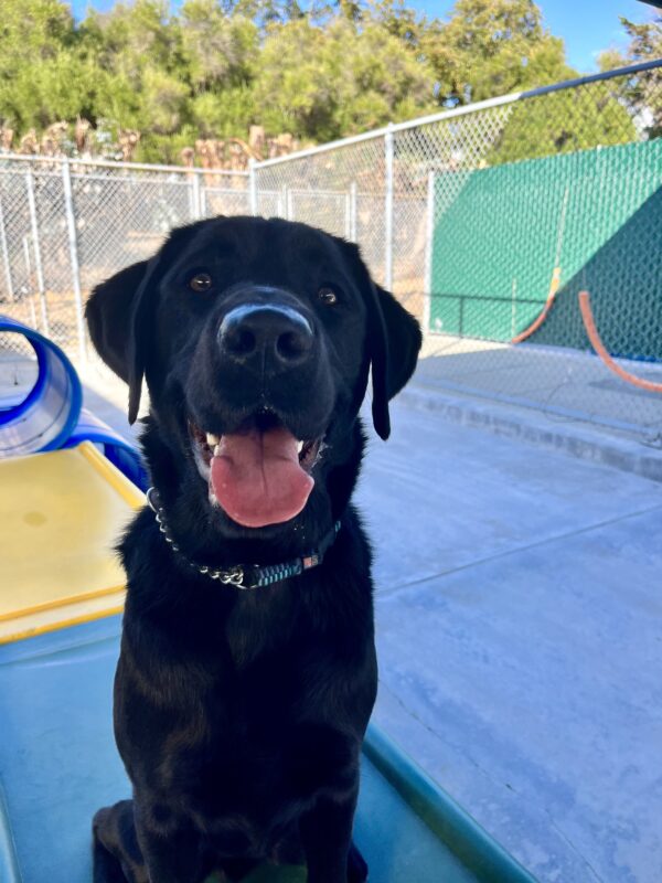 Sawyer, a male black Labrador Retriever, is playing in community run. He is sitting on a green play structure. Yellow and blue play structures are also seen behind him.