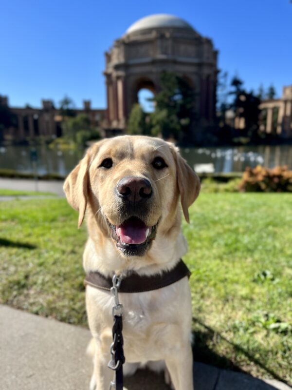 Barbara, a female yellow Labrador Retriever, is sitting while wearing her harness. Behind her is the Palace of Fine Arts which is located in San Francisco.