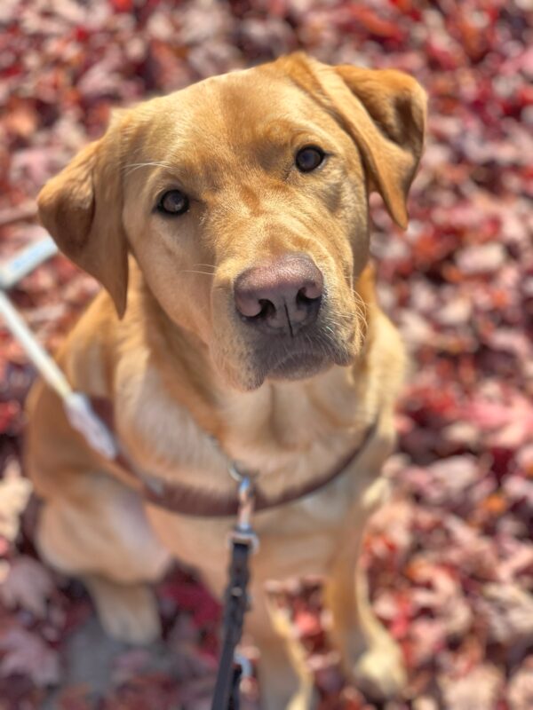 Dalton, a male red colored lab, sits on a pile of colorful fall leaves. He is looking directly up at the camera with an inquisitive look while wearing his leather GDB harness.