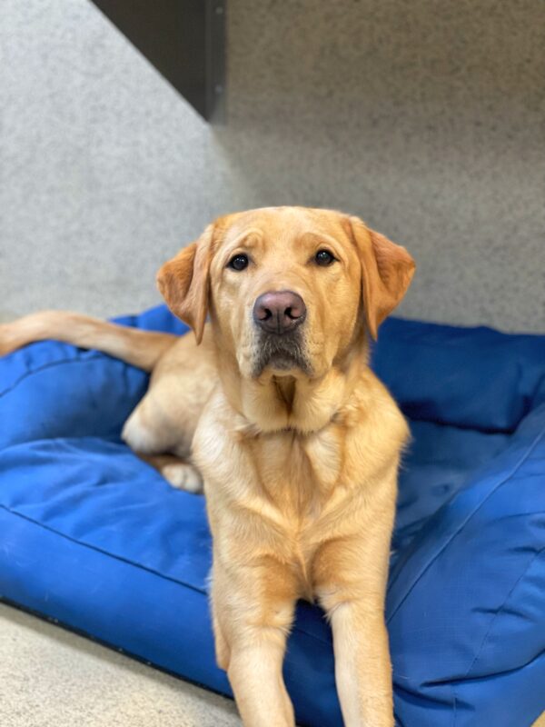 Dalton, a male red colored lab, lies on a cushy blue dog bed in the GDB kennels. He is looking directly at the camera.