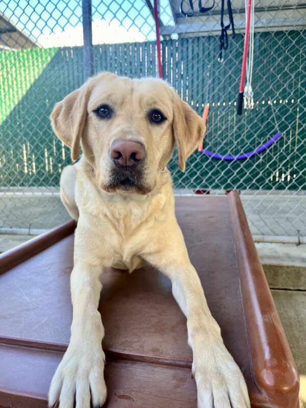 Fate, a female yellow Labrador Retriever, is laying down on a brown play structure while playing in community run!