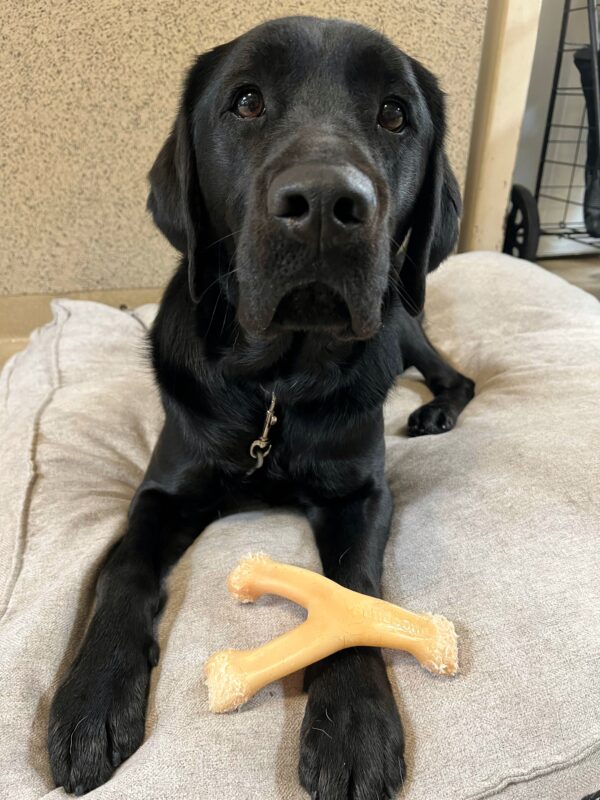 Elway is laying on tie down, on a comfy bed, with a bone between his paws. He is looking into the camera.