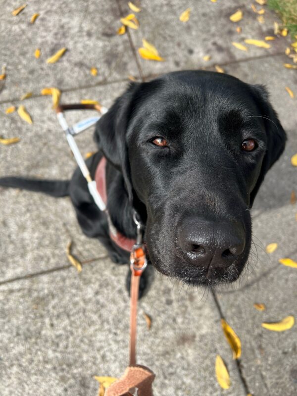 Elway is sitting on the sidewalk, surrounded by yellow leaves. He is wearing his harness and looking up directly into the camera.