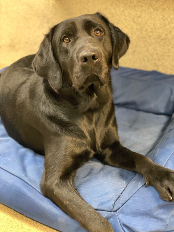 Bevan, a male black lab, looks directly at the camera while lying on a cushy blue dog bed in the GDB kennels.