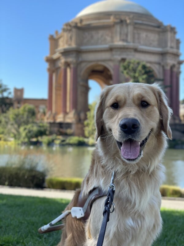 Photo is a close-up portrait style photo of coated golden cross Donut in harness in front of the palace of fine arts in San Francisco. He is looking toward the camera with an open-mouthed smile on his face.