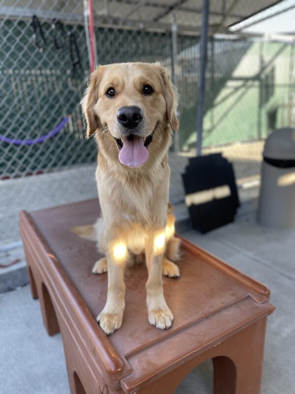 Photo is of Donut sitting on a brown play structure in community run. He is looking at the camera with an open-mouthed smile.