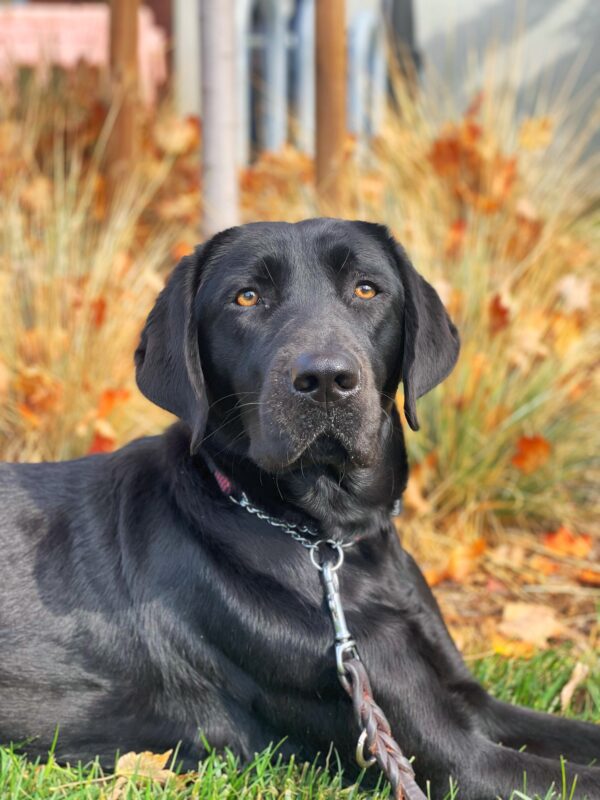 Fortune, a female black lab, lies on green grass with colorful fall foliage in the background. She is looking directly at the camera.