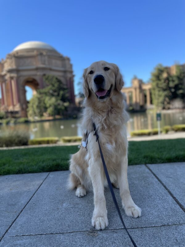 Photo is of coated golden cross Ford sitting in his harness in front of the palace of fine arts in San Francisco. He is looking slightly to the left of the camera with an open-mouthed smile