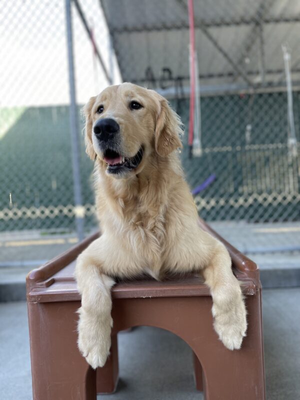 Photo is of Ford lying on a brown play structure in community run with his paws hanging off the edge. He is looking to the left of the camera with an open-mouthed smile