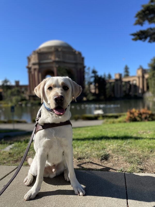 Photo is of yellow lab Virgil sitting in harness in front of the palace of fine arts in San Francisco with an open-mouthed smile