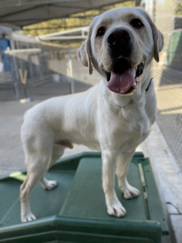 Photo is of Virgil standing in profile on a green play structure in community run. He is facing the camera with a wide open-mouthed smile