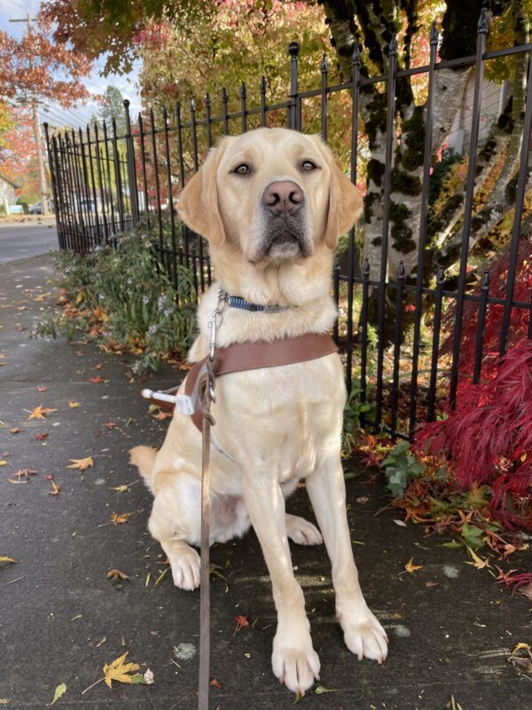 Eldon (a yellow Labrador Retriever) sits facing the camera on a sidewalk in Sandy, OR while wearing a guide dog harness. In the background is a black metal fence and various brightly colored trees and bushes. The ground is scattered with fallen leaves.