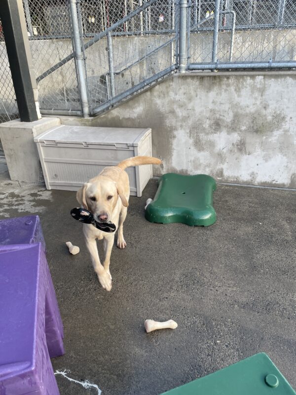 Eldon playing in community run on the Oregon campus. He is trotting toward the camera while carrying a figure eight shaped rubber dog toy. He is surrounded by multicolored play equipment and nylabones on the ground.