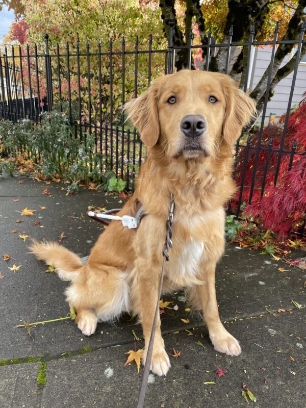 Pancake (a long-coated Golden retriever/Labrador cross) sits facing the camera on a sidewalk in Sandy, OR while wearing a guide dog harness. In the background is a black metal fence and various brightly colored trees and bushes. The ground is scattered with fallen leaves.