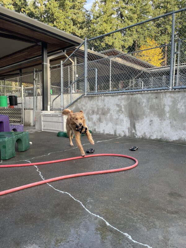 Pancake playing in community run on the Oregon campus. He is running towards the camera while holding a figure eight shaped rubber toy. His tail is held high and his ears are flying up as he runs.