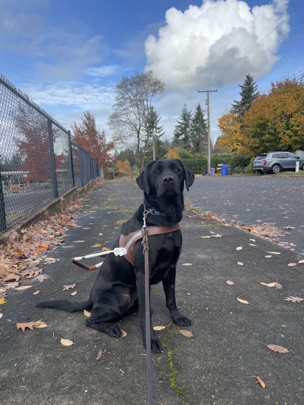 Delray (a black Labrador Retriever) sits on a sidewalk in Sandy. She is wearing a guide dog harness and in the background are multicolored trees, fallen leaves, and a blue sky with fluffy white clouds.