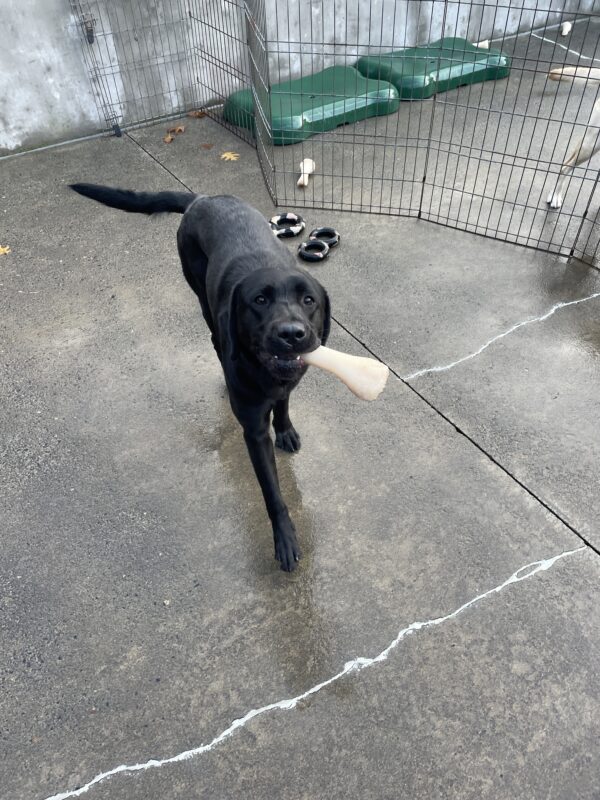Delray plays in community run on the Oregon campus. She is trotting towards the camera while holding a nylabone and wagging her tail.