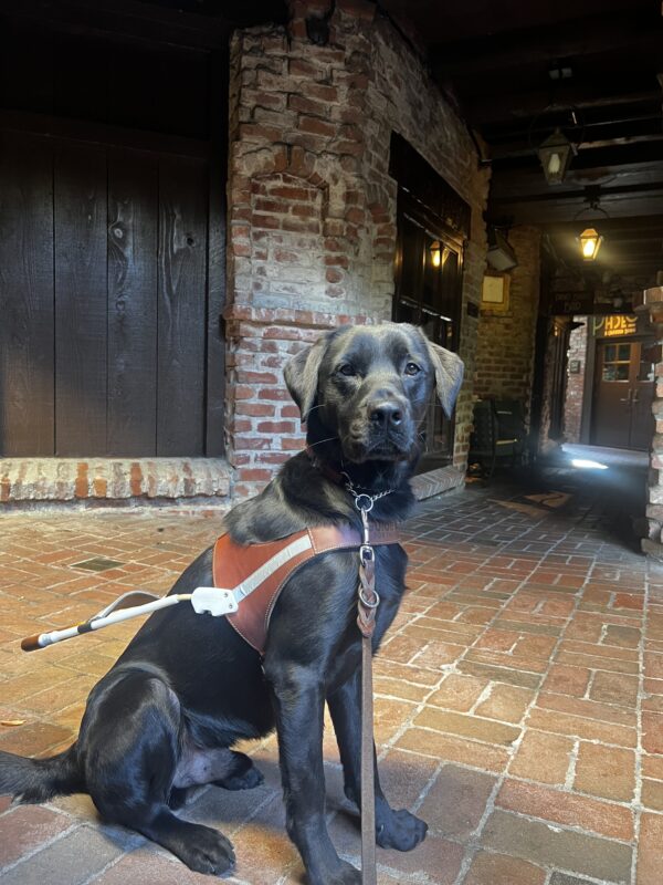 Socrates sits while wearing his harness for a photo. The setting is rustic, with an old wooden door in the background and brick flooring. Rays of sun beam down on him. His black fur looks extra shiny!