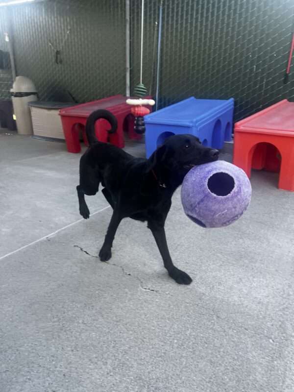 Socrates parades in our community run area with a purple jollyball in his mouth. His tail is curled and play structures are seen in the background.