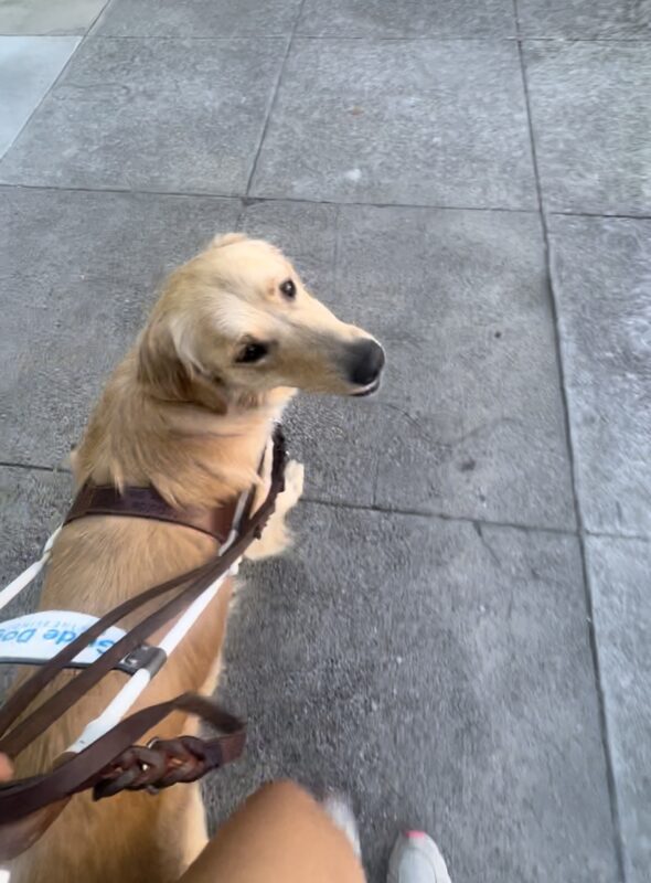 Mister is mid stride as he works down the block wearing his harness. The photo is a bird’s eye view from his handler. He gazes to up and to the side.