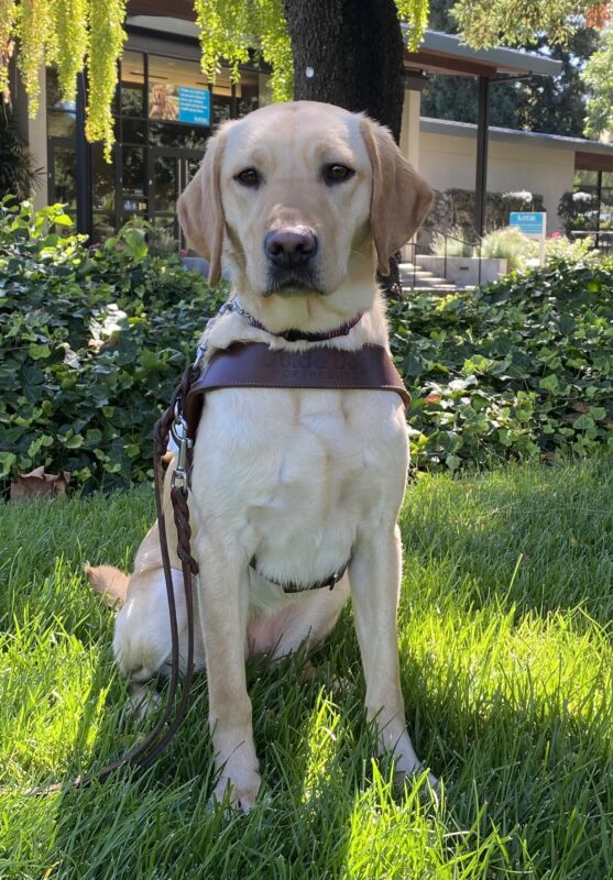 Natalie sits on the grass in her GDB leather harness on the CA campus. There are trees and plants behind her.