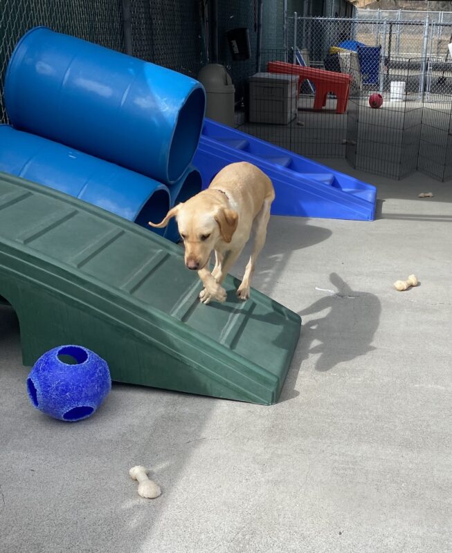 Natalie is leaping over a green play structure in community run. The photo has caught her mid jump and her front legs are crossed. There are nylabones and other play structures visible around her.