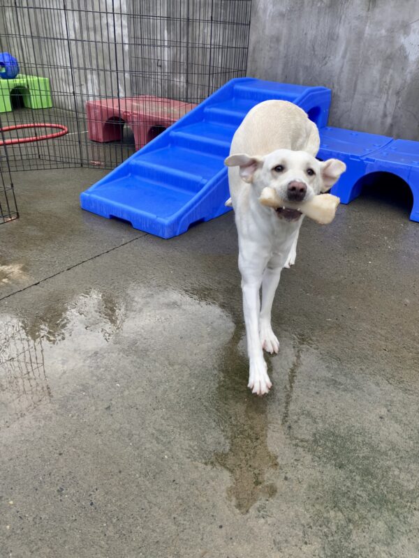 Lolo, a pale yellow Labrador is playing in a community run area on the Oregon campus. She is holding a bone in her mouth with her ears flopping backwards, she is happily bounding towards the person behind the camera. Its a wet day out and behind her is colorful play equipment.