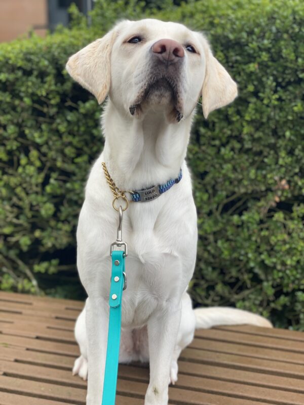 Lolo, a pale yellow Labrador sitting on a bench on the Oregon campus, behind her is a large, bright green bush. Her ears are perked and her adorable pink nose is slightly tilted upwards as she sniff something in the air.